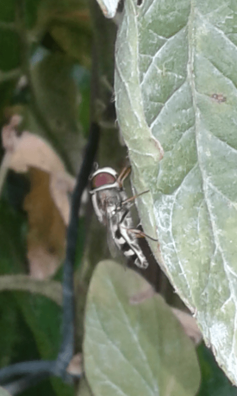 Syrphidae : Eupeodes luniger?  No, Scaeva pyrastri, maschio
